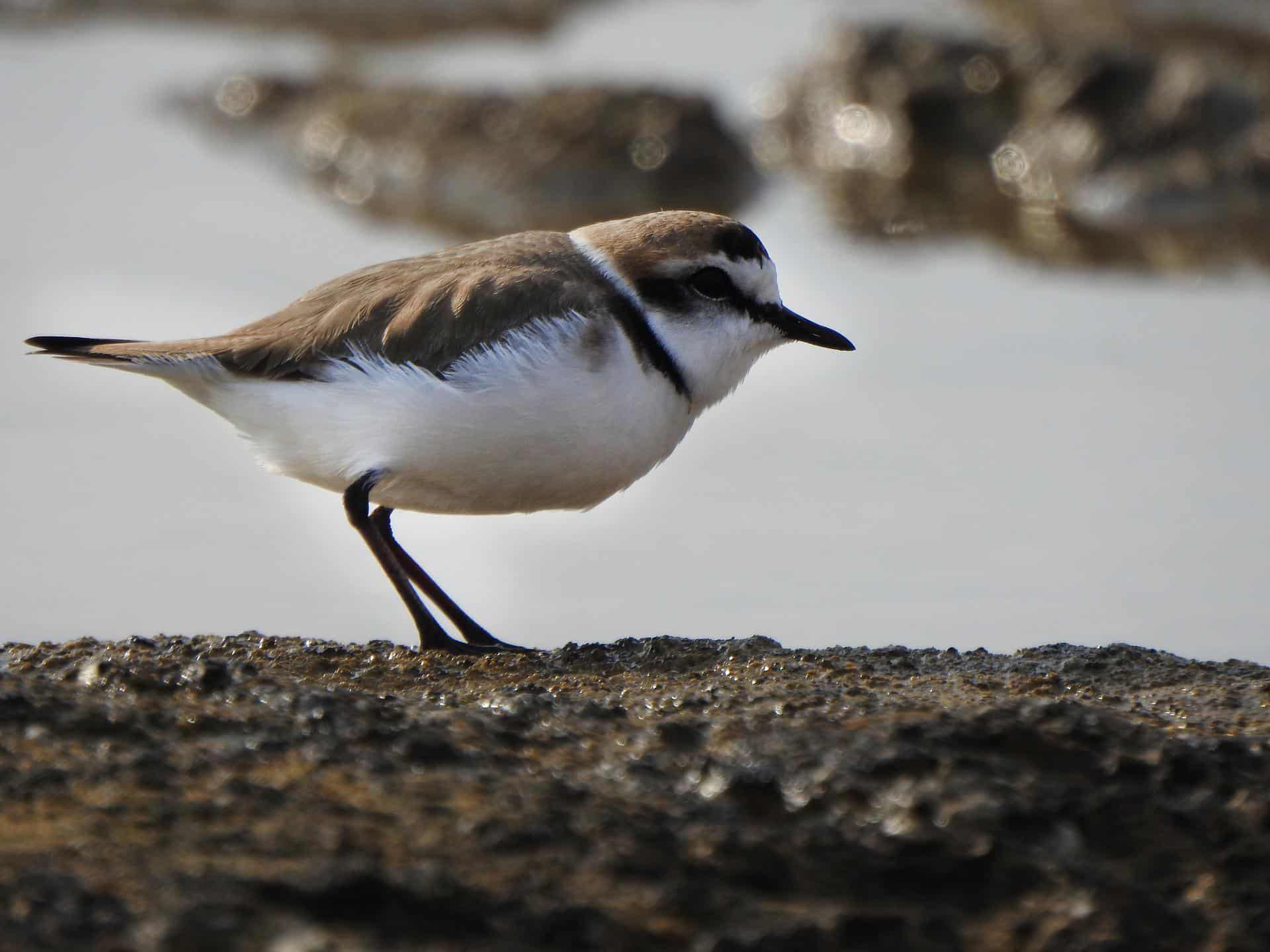 L’attribut alt de cette image est vide, son nom de fichier est kentish-plover-g2c4ef6a5c_1920.jpg.